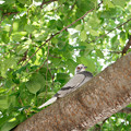 写真: 樹上の鳩