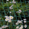 写真: 花とネット