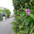 写真: 垣根の花