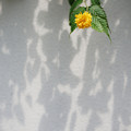 写真: 花と影