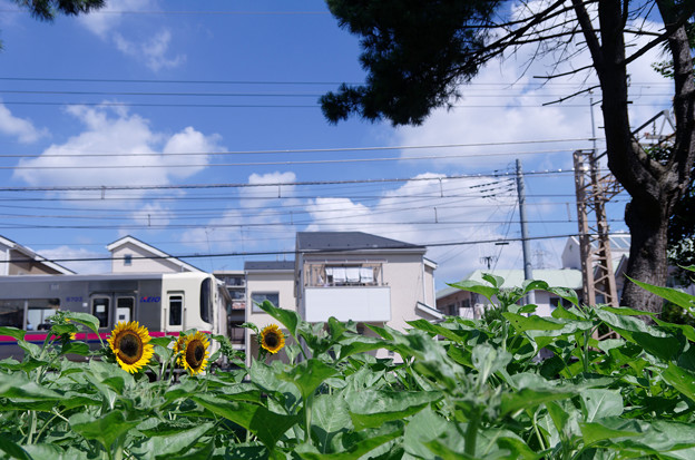 電車と向日葵