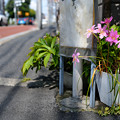 写真: 曲がり角の花