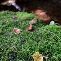写真: 苔と落葉