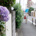 Photos: 薄紫に