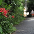 写真: 彼岸花の咲く道
