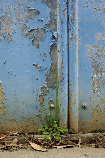 Photos: 雑草と青い壁