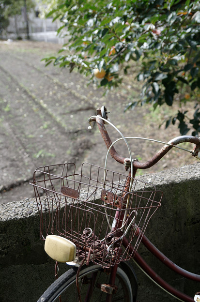 柿と自転車