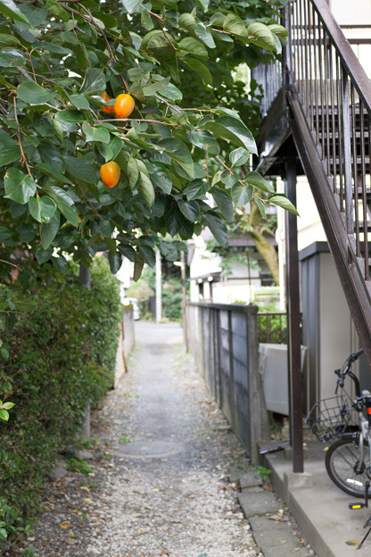 写真: 柿のなる路地