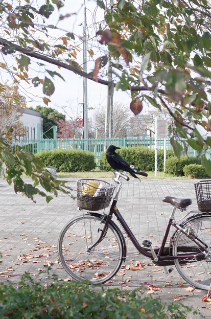 写真: カラスと自転車