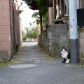 写真: 路地の猫