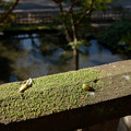 Photos: 苔と落葉