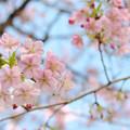 Photos: 桜咲く