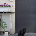 Photos: 黒猫