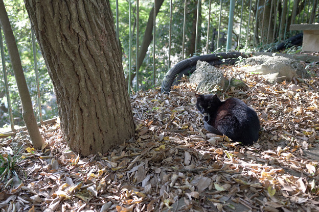 Photos: 落葉と猫