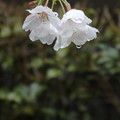 Photos: 雨の日の桜