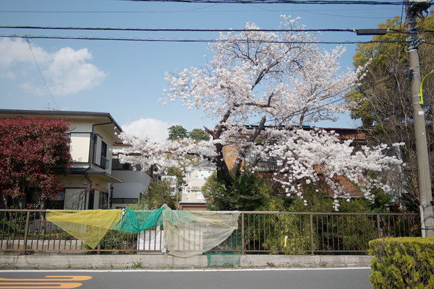 写真: 桜とネット