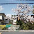 桜とネット