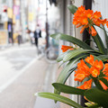 商店街の花