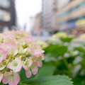 Photos: 交差点の紫陽花