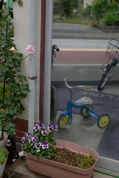 Photos: 薔薇と三輪車