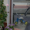 薔薇と三輪車