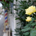 写真: 床屋の薔薇