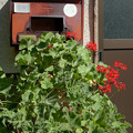 写真: 郵便受け前の花