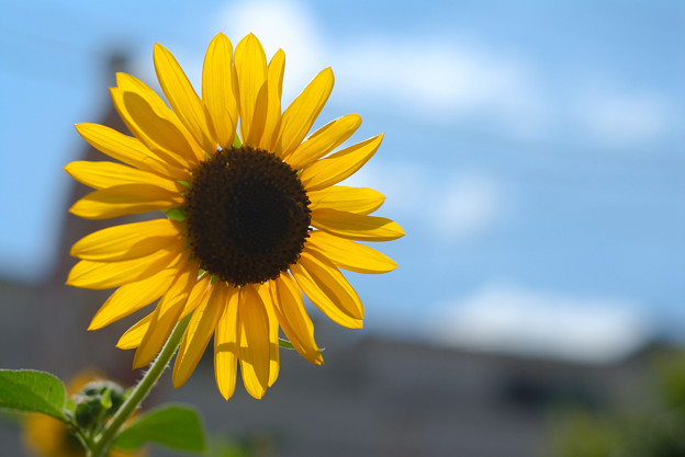 写真: 太陽の花