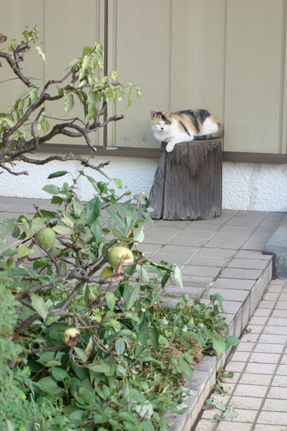 写真: 庭先の猫