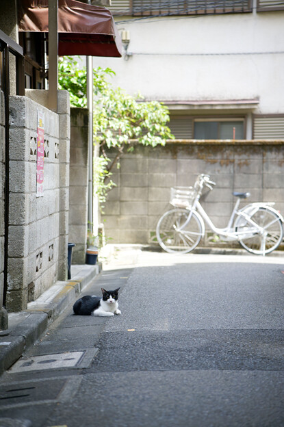 Photos: 日陰に猫