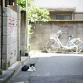 Photos: 日陰に猫
