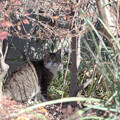 写真: 茂みの猫