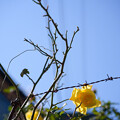 写真: 薔薇と鉄線