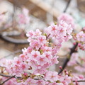 写真: 団地に桜