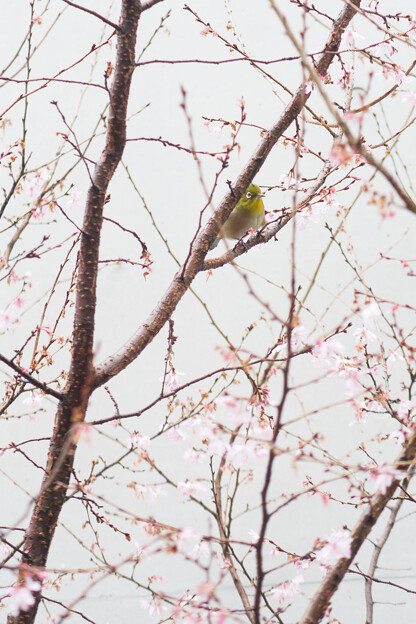 写真: 桜にメジロ