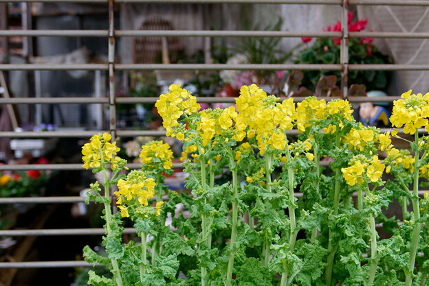 写真: シャッター前の菜の花