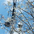 写真: 電柱と梅の花