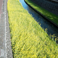 写真: 水路の菜の花