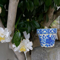 写真: 椿と植木鉢