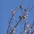 写真: 梅に雀