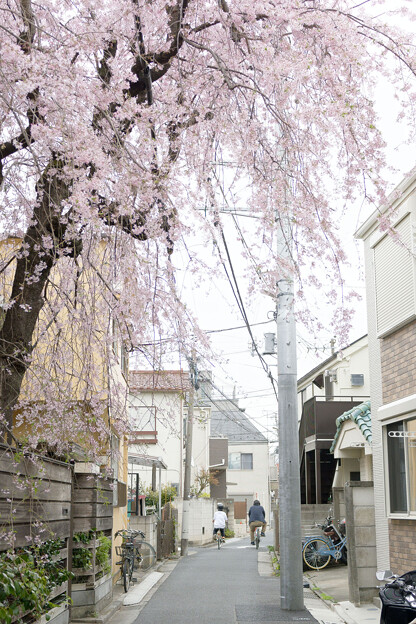写真: 桜咲く路地を
