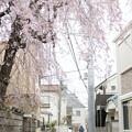 写真: 桜咲く路地を