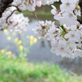 写真: 桜と
