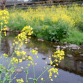 写真: 川辺の菜の花