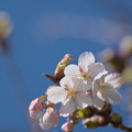 Photos: 早咲き