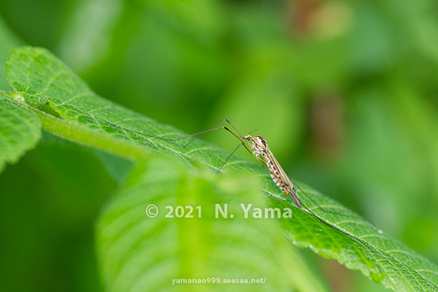 yamanao999_insect2021_044