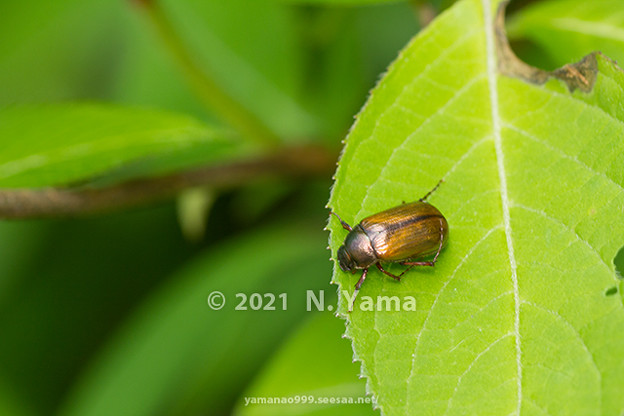 写真: yamanao999_insect2021_051