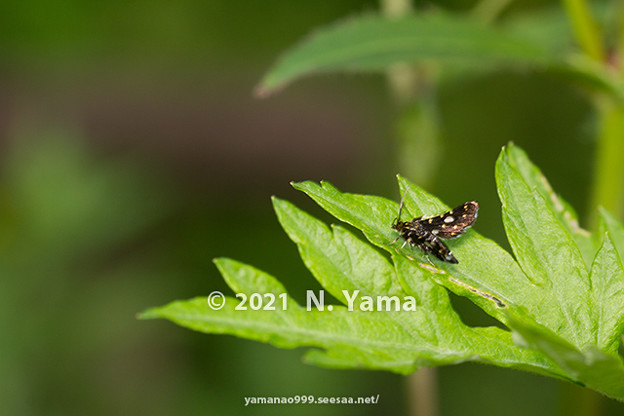 写真: yamanao999_insect2021_064