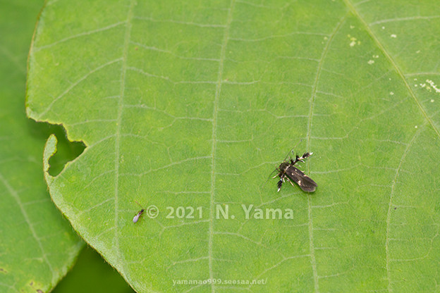写真: yamanao999_insect2021_070