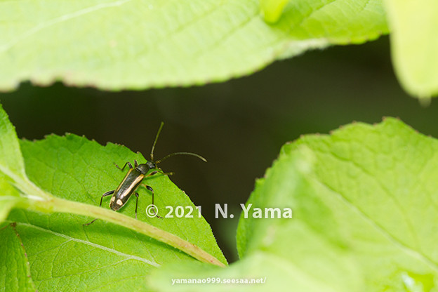 写真: yamanao999_insect2021_080